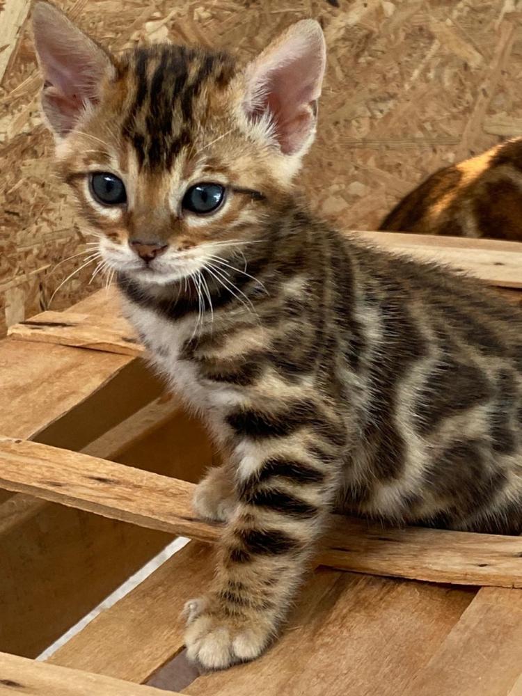 gattini Bengala