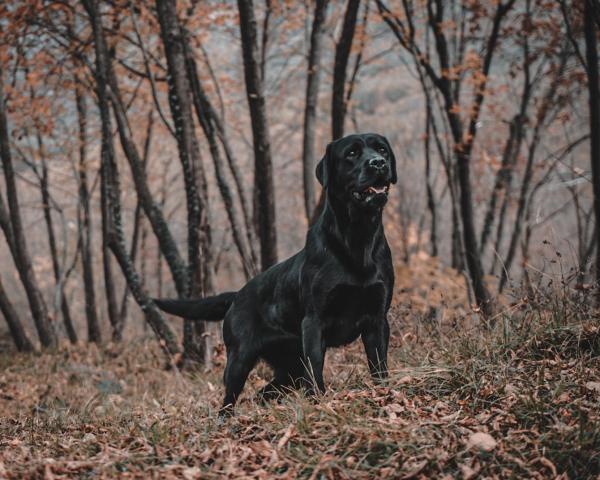 Labrador Retriever