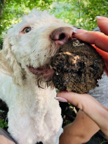 Cani da tartufo