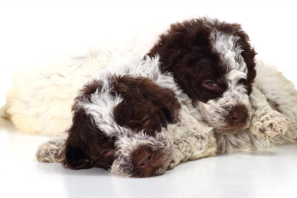 Cuccioli Lagotto Romagnolo